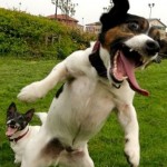 A Dog and A Cat’s Diary … from Reens