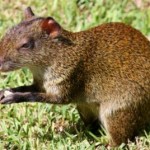 ATTENBOROUGH’S LIFE OF MAMMALS 4