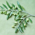Miracles of Olive Leaf