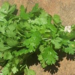 Clean your Kidneys with Coriander / Dhaniya
