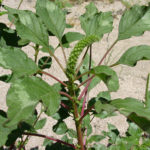 Edible Weeds Forage Walk with Sparkles of Odd Fodder Cook Book 06/06/16