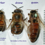 Interesting Information on Bees by Rupert Phillips from the House of Honey & Dr. Terry Houston
