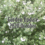 Garden / Wormbins Update & Failed 4 Year Sweet Potato 2020 Oct