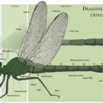 How to Tell the Difference Between Dragonflies and Damselflies (and Interesting Facts)