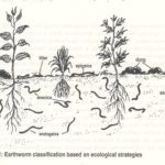 Earthworm Ecology – Epigeic, Anecic and Endogeic