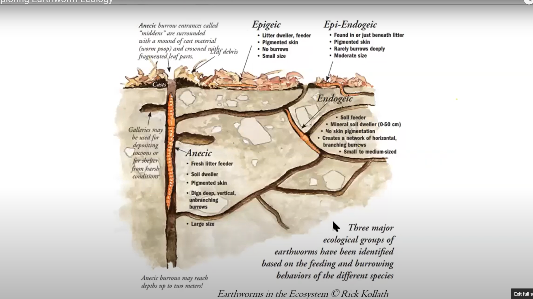 Earthworm Ecology – Epigeic, Anecic and Endogeic