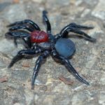 Mouse Spider Facts
