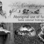 Aboriginal Use of Fungi – Some Colonial Findings