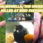 Salmonella, the Unseen Killer at Bird Feeders