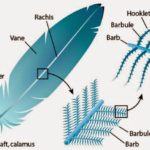 7 Types of Feathers and Feather Anatomy