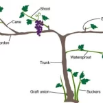 Pruning Grapevines Course